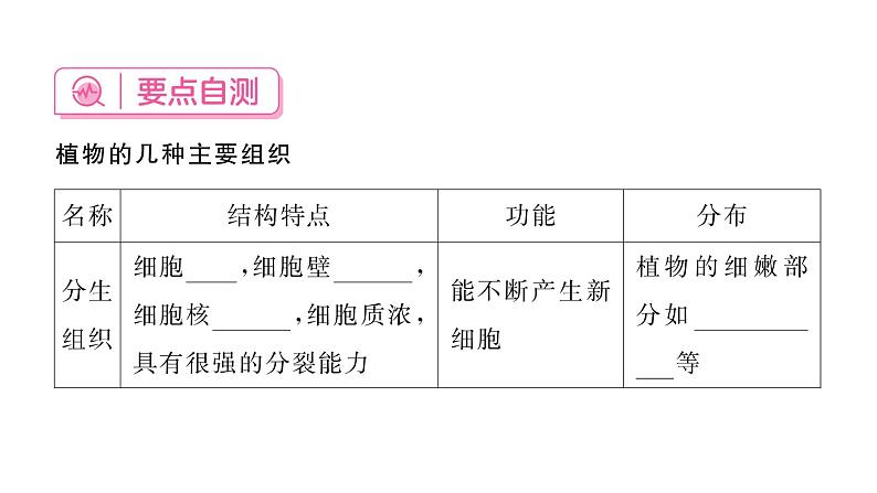 1.3.3植物体的结构层次习题课件  2024-2025学年人教版（2024）生物七年级上册04