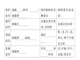 1.3.3植物体的结构层次习题课件  2024-2025学年人教版（2024）生物七年级上册