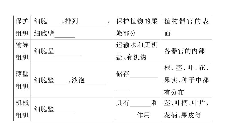 1.3.3植物体的结构层次习题课件  2024-2025学年人教版（2024）生物七年级上册05