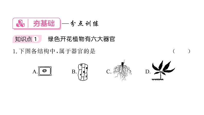 1.3.3植物体的结构层次习题课件  2024-2025学年人教版（2024）生物七年级上册06