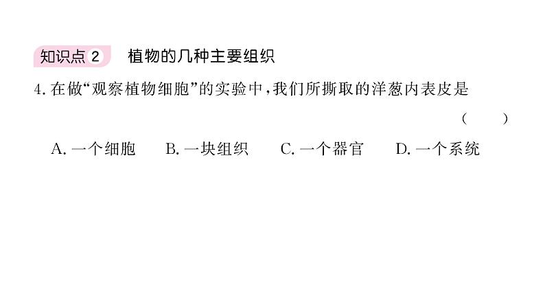 1.3.3植物体的结构层次习题课件  2024-2025学年人教版（2024）生物七年级上册08