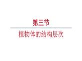 1.3.3植物体的结构层次课件   2024-2025学年人教版（2024）生物七年级上册