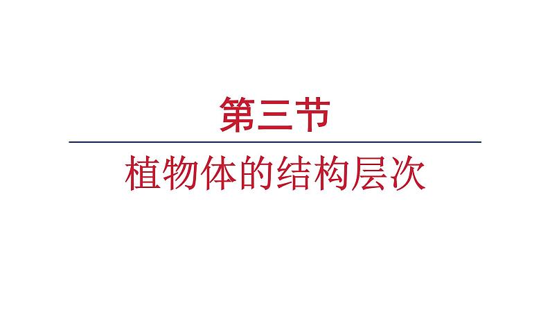 1.3.3植物体的结构层次课件   2024-2025学年人教版（2024）生物七年级上册01