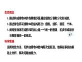 1.3.3植物体的结构层次课件   2024-2025学年人教版（2024）生物七年级上册