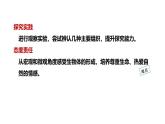 1.3.3植物体的结构层次课件   2024-2025学年人教版（2024）生物七年级上册