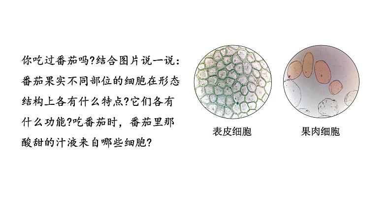 1.3.3植物体的结构层次课件   2024-2025学年人教版（2024）生物七年级上册04