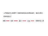 1.3.3植物体的结构层次课件   2024-2025学年人教版（2024）生物七年级上册