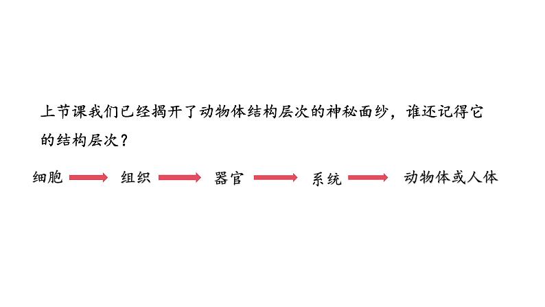 1.3.3植物体的结构层次课件   2024-2025学年人教版（2024）生物七年级上册05