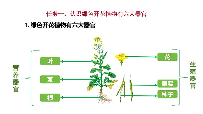 1.3.3植物体的结构层次课件   2024-2025学年人教版（2024）生物七年级上册07