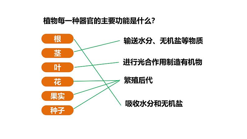 1.3.3植物体的结构层次课件   2024-2025学年人教版（2024）生物七年级上册08