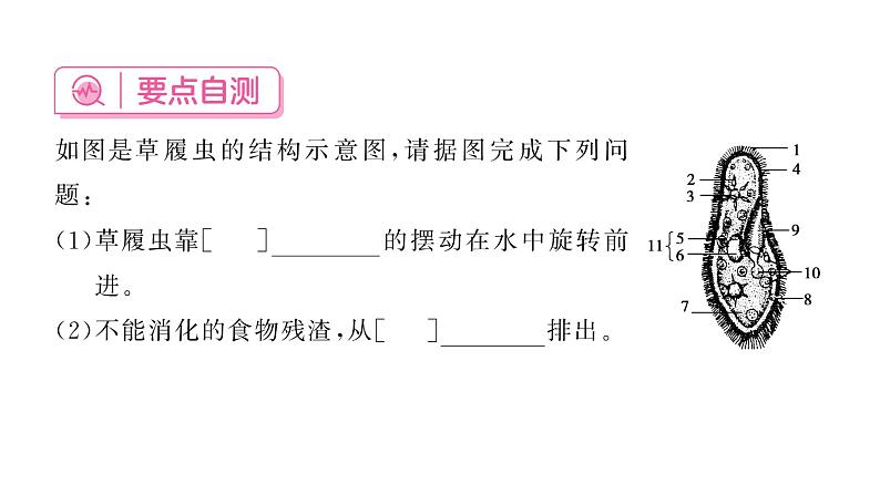 1.3.4 单细胞生物习题课件--2024-2025学年人教版（2024）生物七年级上册04