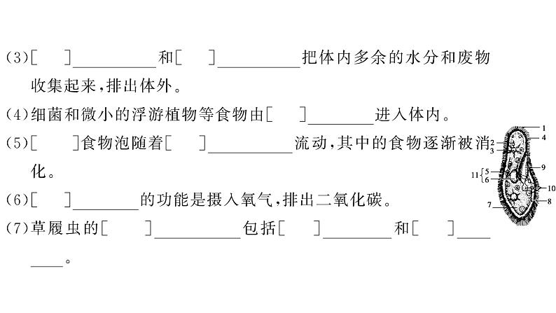 1.3.4 单细胞生物习题课件--2024-2025学年人教版（2024）生物七年级上册05