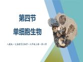 1.3.4 单细胞生物课件--2024-2025学年人教版（2024）生物七年级上册
