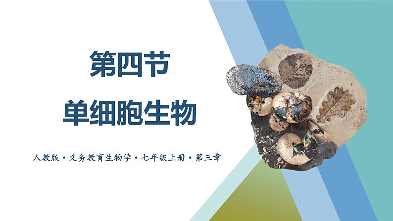 1.3.4 单细胞生物课件--2024-2025学年人教版（2024）生物七年级上册01