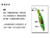 1.3.4 单细胞生物课件--2024-2025学年人教版（2024）生物七年级上册