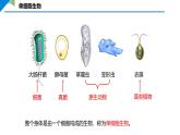 1.3.4 单细胞生物课件--2024-2025学年人教版（2024）生物七年级上册