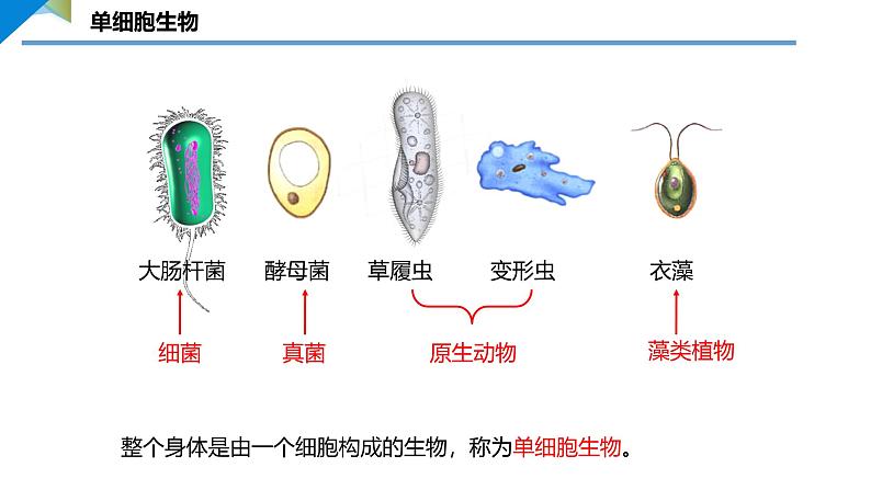 1.3.4 单细胞生物课件--2024-2025学年人教版（2024）生物七年级上册03