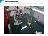 1.3.4 单细胞生物课件--2024-2025学年人教版（2024）生物七年级上册