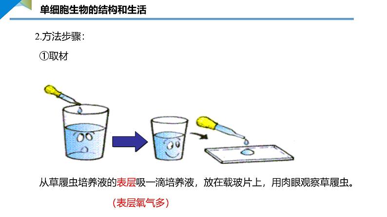 1.3.4 单细胞生物课件--2024-2025学年人教版（2024）生物七年级上册06