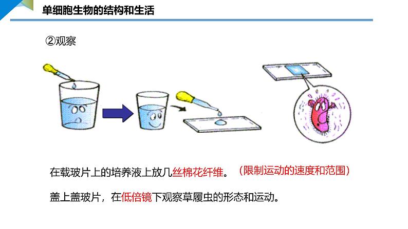 1.3.4 单细胞生物课件--2024-2025学年人教版（2024）生物七年级上册07