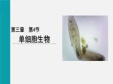1.3.4单细胞生物课件--2024-2025学年人教版（2024）生物七年级上册