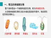 1.3.4单细胞生物课件--2024-2025学年人教版（2024）生物七年级上册