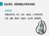 1.3.4单细胞生物课件--2024-2025学年人教版（2024）生物七年级上册
