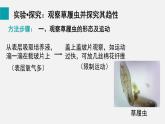 1.3.4单细胞生物课件--2024-2025学年人教版（2024）生物七年级上册