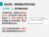 1.3.4单细胞生物课件--2024-2025学年人教版（2024）生物七年级上册