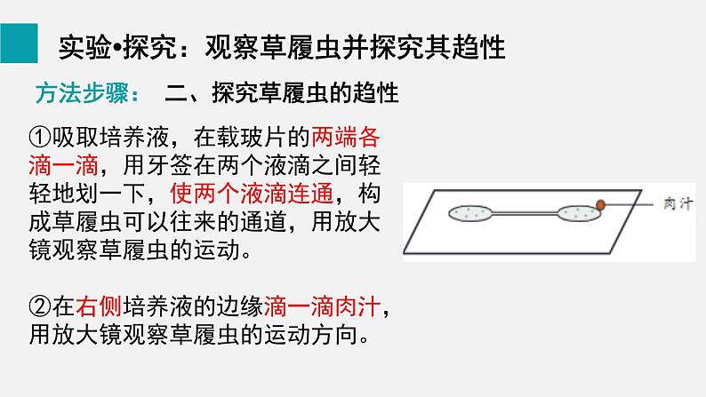 1.3.4单细胞生物课件--2024-2025学年人教版（2024）生物七年级上册第5页