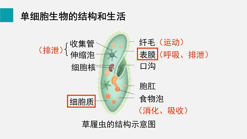 1.3.4单细胞生物课件--2024-2025学年人教版（2024）生物七年级上册第7页