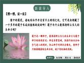 2.1.2种子植物教学课件--2024-2025学年人教版（2024）生物七年级上册