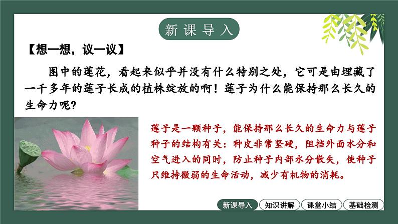 2.1.2种子植物教学课件--2024-2025学年人教版（2024）生物七年级上册第3页