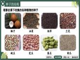 2.1.2种子植物教学课件--2024-2025学年人教版（2024）生物七年级上册