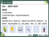 2.1.2种子植物教学课件--2024-2025学年人教版（2024）生物七年级上册