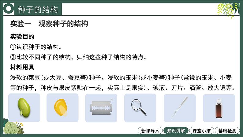 2.1.2种子植物教学课件--2024-2025学年人教版（2024）生物七年级上册第5页