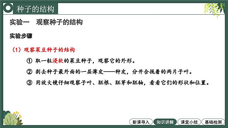 2.1.2种子植物教学课件--2024-2025学年人教版（2024）生物七年级上册第6页