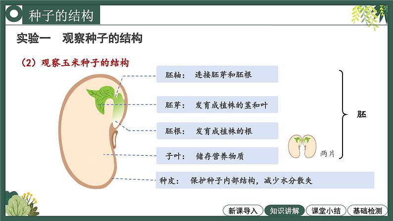 2.1.2种子植物教学课件--2024-2025学年人教版（2024）生物七年级上册第7页