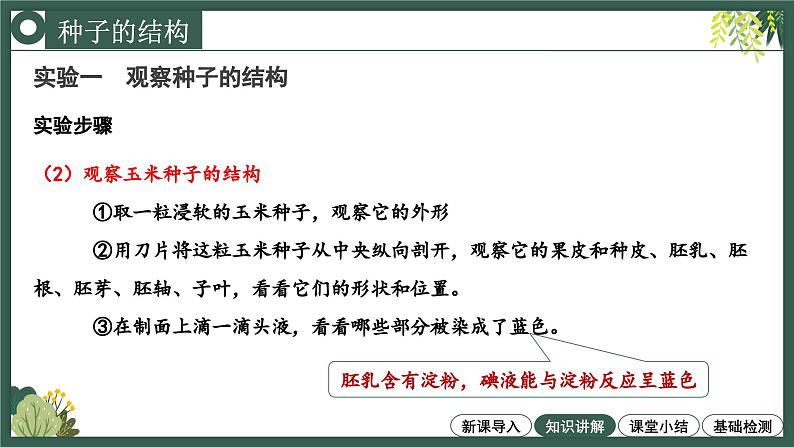 2.1.2种子植物教学课件--2024-2025学年人教版（2024）生物七年级上册第8页