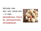 2.1.2种子植物课件--2024-2025学年人教版（2024）生物七年级上册