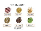 2.1.2种子植物课件--2024-2025学年人教版（2024）生物七年级上册