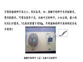 2.1.2种子植物课件--2024-2025学年人教版（2024）生物七年级上册