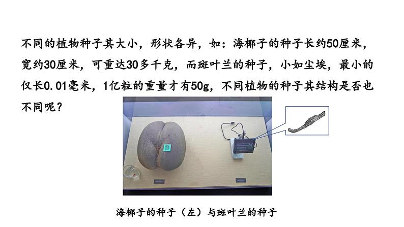 2.1.2种子植物课件--2024-2025学年人教版（2024）生物七年级上册05