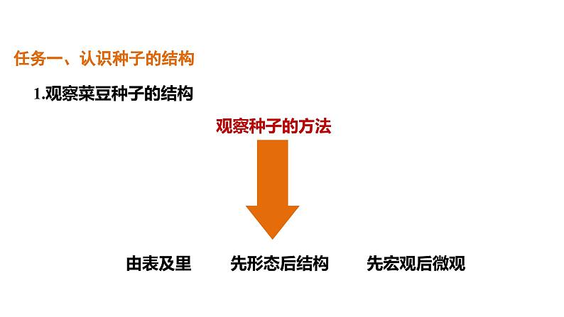 2.1.2种子植物课件--2024-2025学年人教版（2024）生物七年级上册06