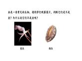 2.2.1无脊椎动物课件--2024-2025学年人教版（2024）生物七年级上册