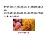 2.2.1无脊椎动物课件--2024-2025学年人教版（2024）生物七年级上册