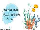 2.2.2脊椎动物——（一）鱼 课件--2024-2025学年人教版（2024）生物七年级上册