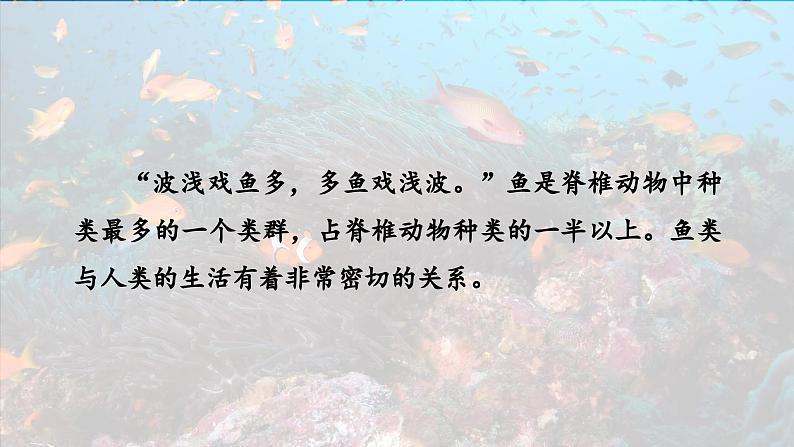 2.2.2脊椎动物——（一）鱼 课件--2024-2025学年人教版（2024）生物七年级上册第4页