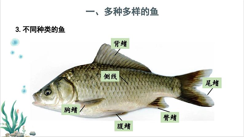 2.2.2脊椎动物——（一）鱼 课件--2024-2025学年人教版（2024）生物七年级上册第6页