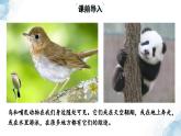 2.2.2脊椎动物——（三）鸟和哺乳动物课件--2024-2025学年人教版（2024）生物七年级上册